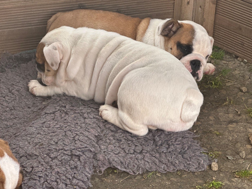 du Domaine de L'Empereur Aveugle - Chiots disponibles - Bulldog Anglais